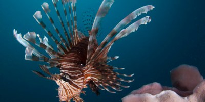 Lionfish