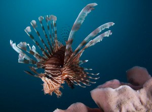 Lionfish