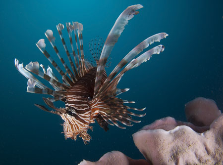 Lionfish
