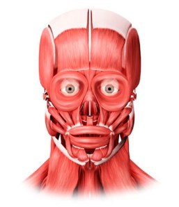 Medical Illustration Facial Muscles