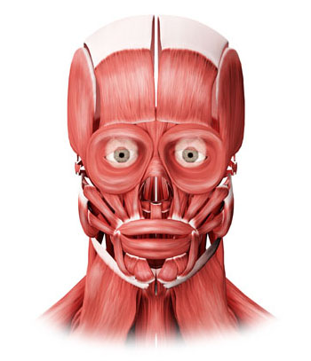Medical Illustration Facial Muscles