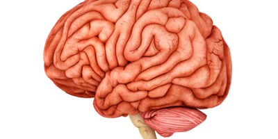 Anatomy of human brain.