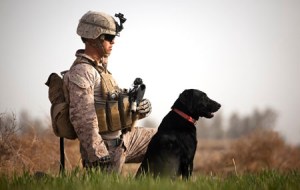 Military Working Dog