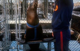 Sea Lion Trainer